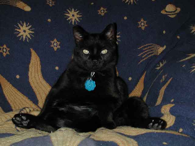 Sandystone.com: /dev/cat