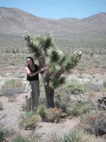 Joshua tree
